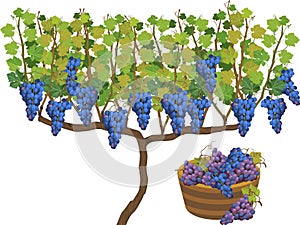 Harvest time. Grape vine plant with ripe bunches of grapes, green leaves and basket of grapes