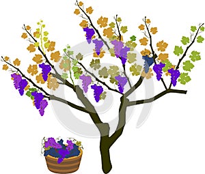 Harvest time. Grape vine plant with ripe bunches of grapes isolated