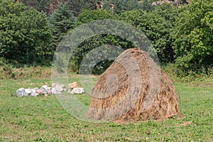 Harvest time: a large round bale of hay on a mown summer meadow