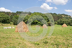 Harvest time: a large round bale of hay on a mown summer meadow