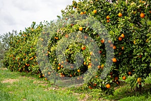 Harvest time on orange trees orchard in Greece, ripe yellow navel oranges citrus fruits hanging op tree