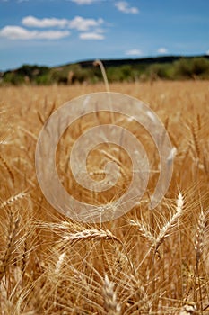 Harvest time - Ripe wheat field