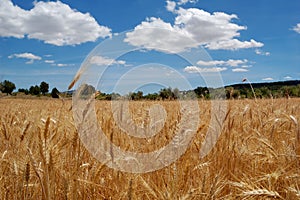 Harvest time - Ripe wheat field