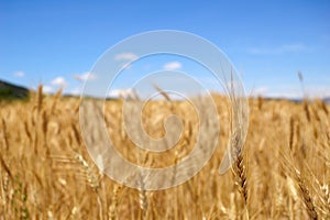 Harvest time - Ripe wheat field