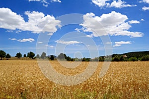 Harvest time - Ripe wheat field