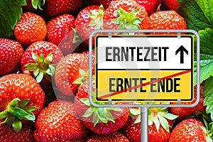 Harvest time for strawberries. Erntezeit fuer Erdbeeren. photo