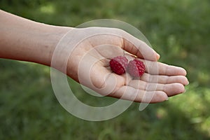 Harvest time .Sweet raspberry fruits  in hand of my son in the garden with green  grass background