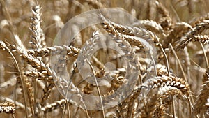 Harvest Time - Wheat Triticum Cereal