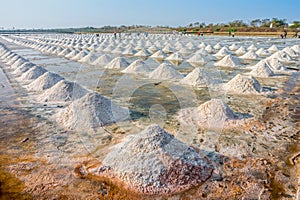 The harvest times of salt and workers in salt evaporation pond