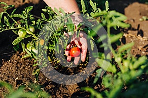 Tomatoes grow in a farmer`s garden