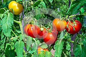 Harvest tomatoes on the branches of the bush. Ripening fruit