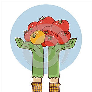 Harvest vector illustration. Hands hold tomatos in hands. Autumn harvest season symbol fresh vegetables