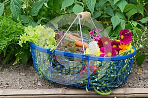 Harvest from the vegetable garden