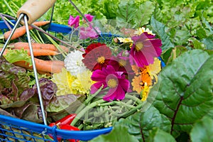 Harvest from the vegetal garden