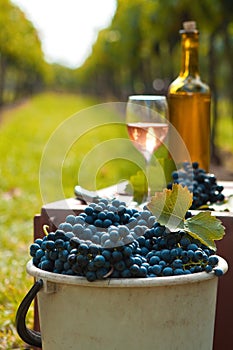 Harvest of vine