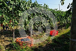 Harvest in vineyards in Barolo