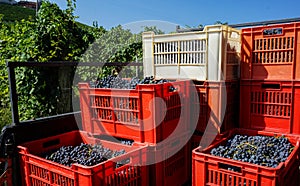 Harvest in vineyards in Barolo