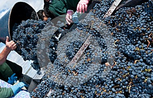 Harvest in the vineyards of Bordeaux