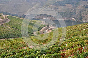 Harvest in vineyards duoro valley portugal