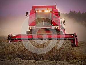 Harvest of wheat.