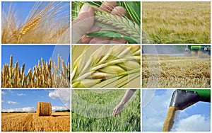 Harvest of wheat - collage