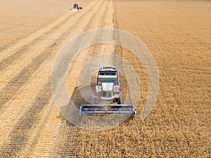 Harvest wheat grain and crop aerial view.Harvesting wheat,oats, barley in fields,ranches and farmlands.Combines mow in the field.