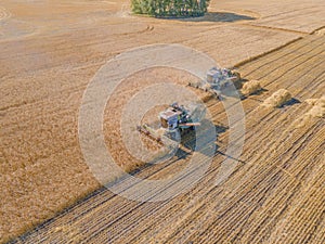Harvest wheat grain and crop aerial view.Harvesting wheat,oats, barley in fields,ranches and farmlands.Combines mow in the field.