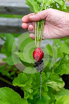 Harvest, woman hand holding ripe red radish. Ecological, organic cultivation, home gardening
