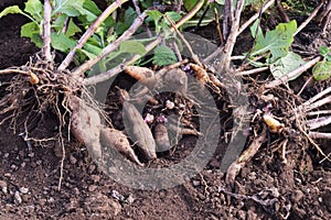 Harvest of Yacon