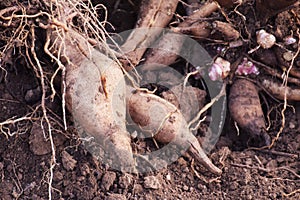 Harvest of Yacon