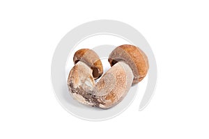 Double porcini mushrooms known as boletus edulis isolated on white background.