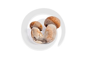 Double porcini mushrooms known as boletus edulis isolated on white background.