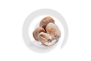 Double porcini mushrooms known as boletus edulis isolated on white background.