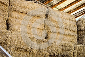 Harvested bales of hay for cattle in Hay storage