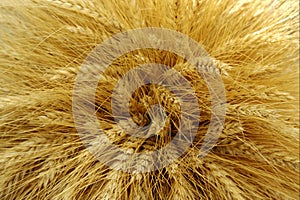 Harvested barley