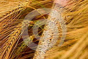 Harvested barley grain sample in plastic tube against ripe cereal crop field