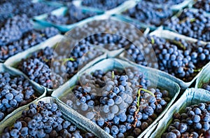 Harvested blue grapes in paper molded baskets at the market in Canada