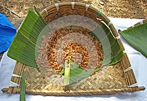 Harvested Bullet Wood Flowers