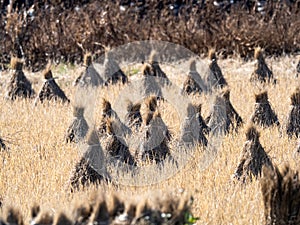 Harvested bundles of rice stalks on a Japanese farm 1