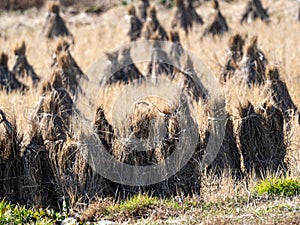 Harvested bundles of rice stalks on a Japanese farm 2