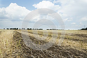 Harvested canola.Field after harvest.Beautiful landscape