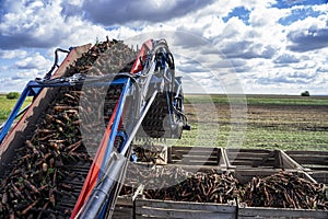 Harvested Carrot On The Conveyor Belt Of Carrot Harvester