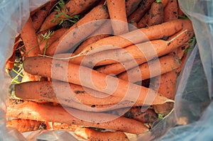 Harvested carrot roots in a plastic bag. Farming and gardening. Vegetable yielding