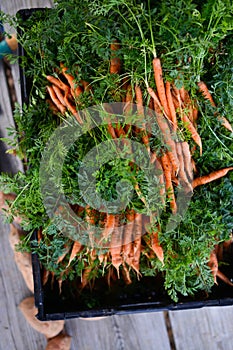 Harvested carrots