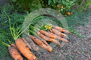 Harvested Carrots Nantes in lawn