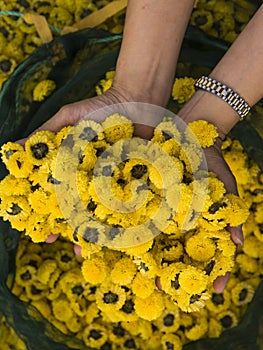 Harvested chrysanthemumflower