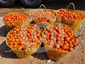 Harvested  citrus in baskets