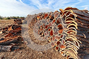 Harvested cork oak bark from the trunk of cork oak tree Quercus suber for industrial production of wine cork stopper in the