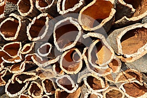 Harvested cork oak bark from the trunk of cork oak tree Quercus suber for industrial production of wine cork stopper in the