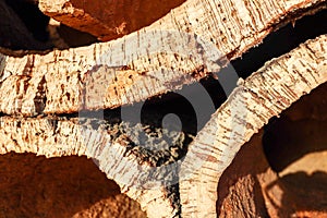 Harvested cork oak bark from the trunk of cork oak tree Quercus suber for industrial production of wine cork stopper in the